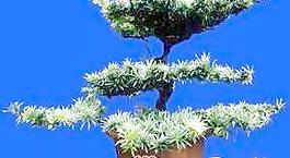 盆栽g132——盆景盆花植物素材
