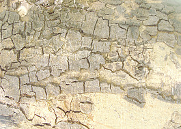 vintage_tree_texture