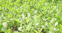 fresh_leaves_texture