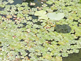 圖238