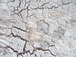 cracked_wood