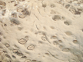 tree_wood_texture