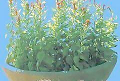 花缽193——小品素材