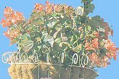 花钵169——小品素材