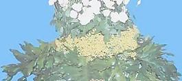 花缽164——小品素材