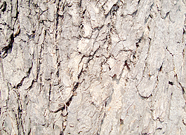 tree_trunk_texture