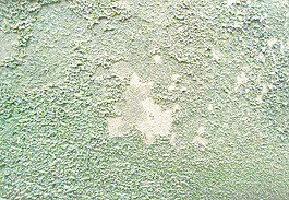 moss_surface