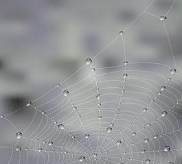 露水的蜘蛛网03矢量素材