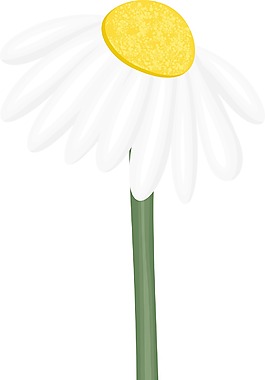 白花枝