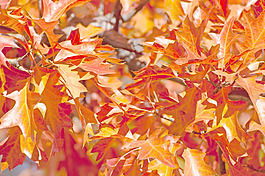 秋天紅色