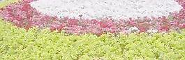 花壇100——植物素材