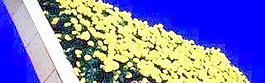 花壇062——植物素材