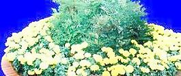 花壇063——植物素材
