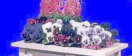 花壇051——植物素材