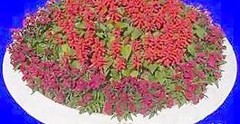 花壇106——植物素材