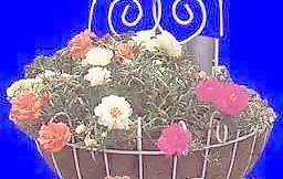 花壇063——植物素材