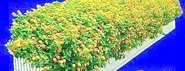 花壇048——植物素材