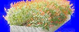 花壇042——植物素材