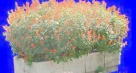 花壇041——植物素材