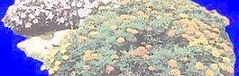 花壇040——植物素材