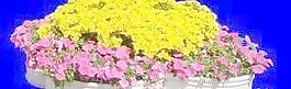 花壇019——植物素材