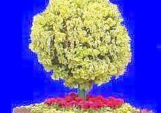 花壇016——植物素材