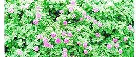 植皮草地092——草坪素材