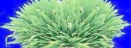 植皮草地069——草坪素材
