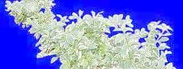 植皮草地073——草坪素材