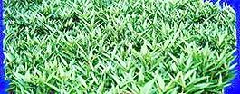 植皮草地050——草坪素材