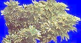 植皮草地039——草坪素材