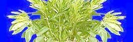植皮草地042——草坪素材