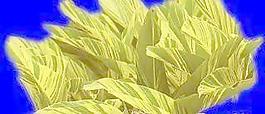 植皮草地034——草坪素材