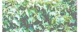 植皮草地031——草坪素材
