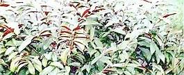 植皮草地028——草坪素材
