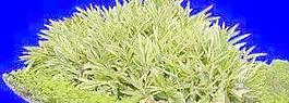植皮草地023——草坪素材