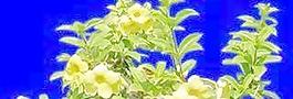 植皮草地020——草坪素材