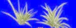 植皮草地002——草坪素材