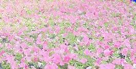 草皮002——草坪素材