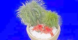 盆栽108——植物素材