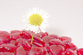 菊花心