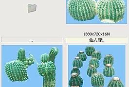 仙人球-沙漠類(lèi)——植物素材