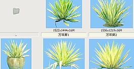 萬年麻-沙漠類——植物素材