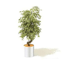 漂亮的三維植物模型素材