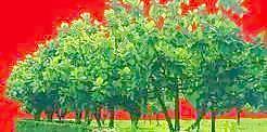 樹叢41——植物素材