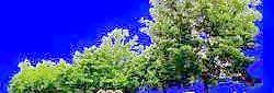 樹叢32——植物素材