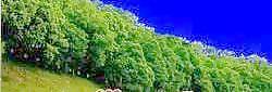 樹叢21——植物素材