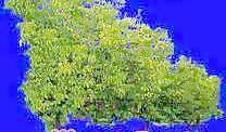 樹叢16——植物素材