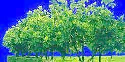 多棵及樹(shù)群097——植物素材