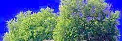 多棵及樹群096——植物素材
